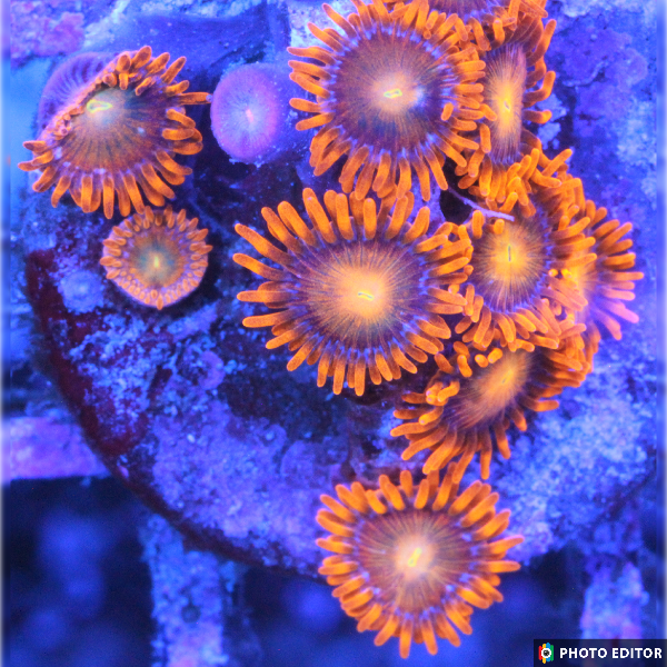 Spitfires 2 Polyps-4835538-3604027