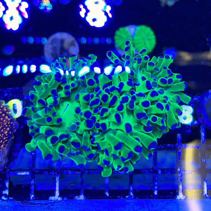 Purple Tip Frogspawn Single Head-4835536-3604028