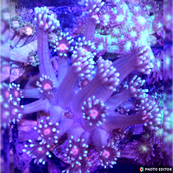 Goniopora Pink Center-4975137-3703825