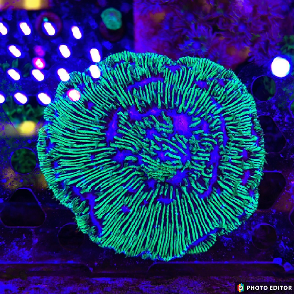 Diaseris Plate Coral-5179990-3859109