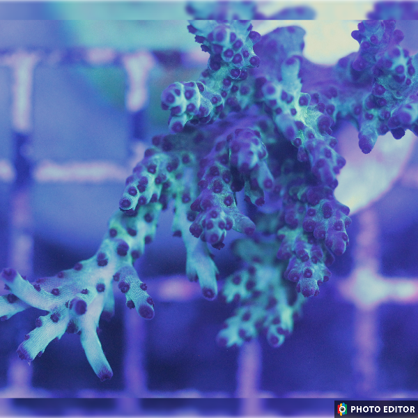 Blueberry Yum Yum 1/2"-5163804-3848151