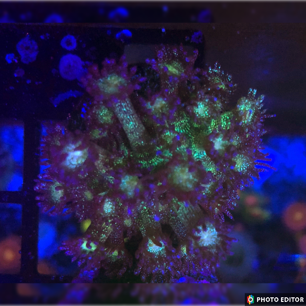 Glitter Bomb Goniopora - Small 1/2"-4981065-3708227