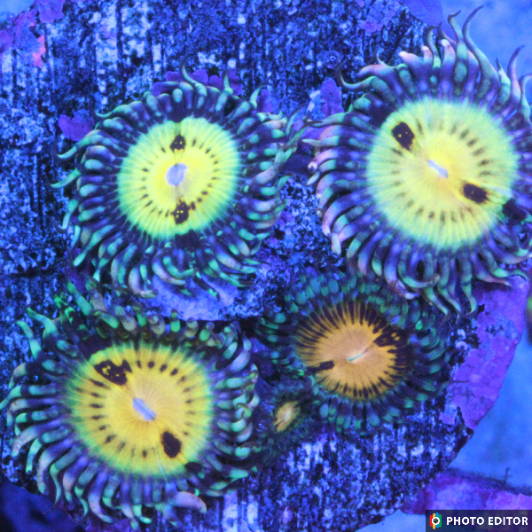Butt Muncher 1 Polyp-4993173-3715697