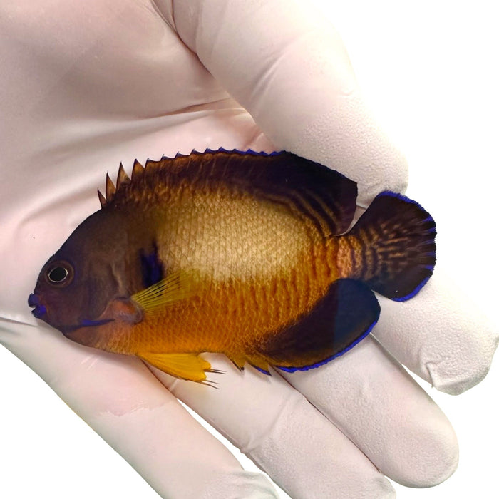 Fully QT Aberrant Tiger Tail Coral Beauty (QT Completion Date 1/27/25)-4835544-3604031