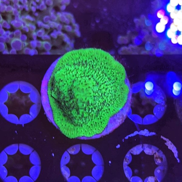 Green Lythophyllia XL-4981066-3708231