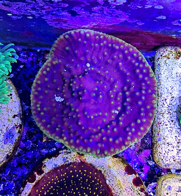 Purple Yellow Scroll-5069547-3771116