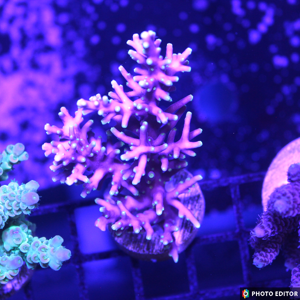 Red Dragon Acropora 1/2"-5184781-3862833