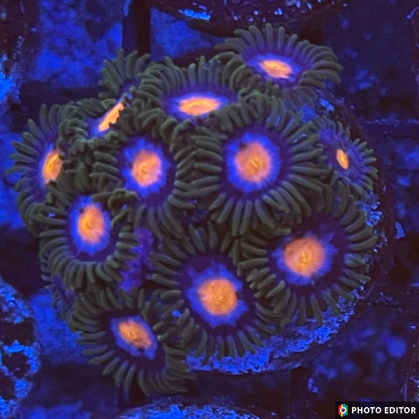 Blow Pop 4 Polyps-5140066-3828125