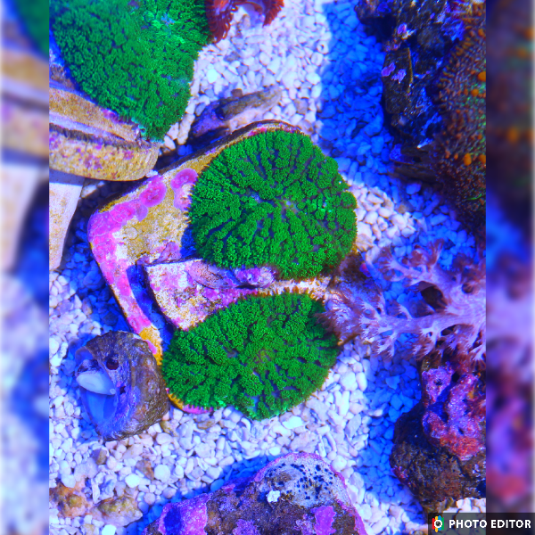 Green Rhodactis Quarter Size-4981067-3708234