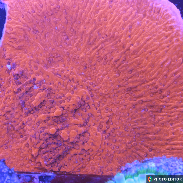 Red Cap Montipora-5069550-3771119