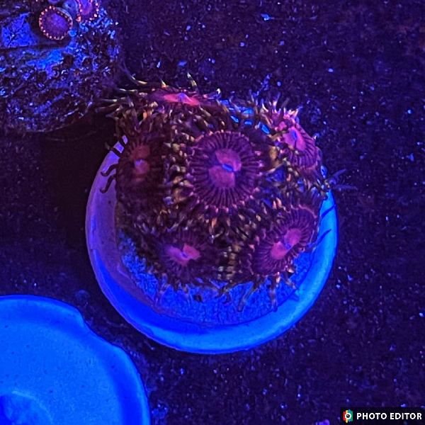 Aphrodite 2 Polyps-4851616-3615993