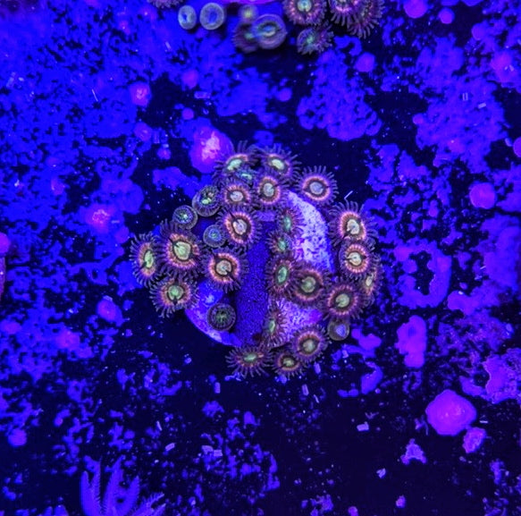 Krakens 4 Polyps-5186917-3863764