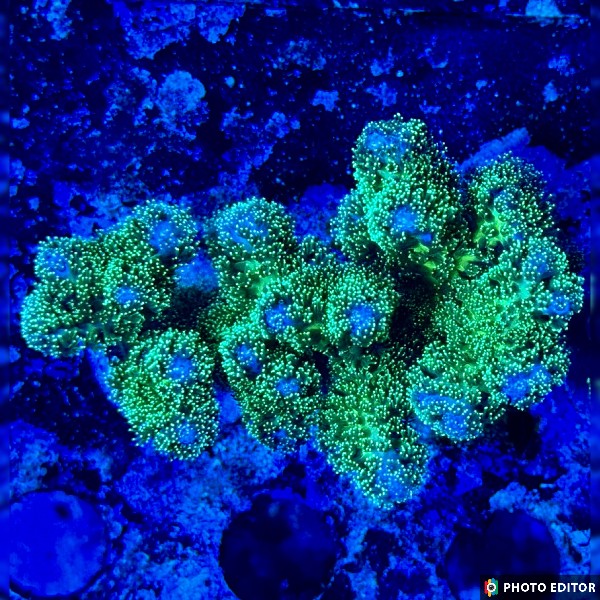 Green Pocillopora 1/2"-5177995-3856224