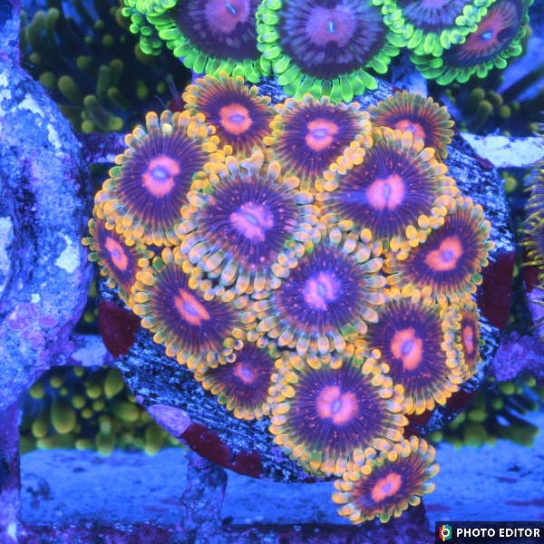 Mind Tricks 2 Polyps-4840611-3606027