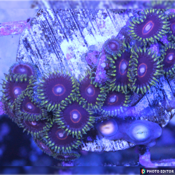 Jawbreaker Hornets 6 Polyps-4987387-3712229