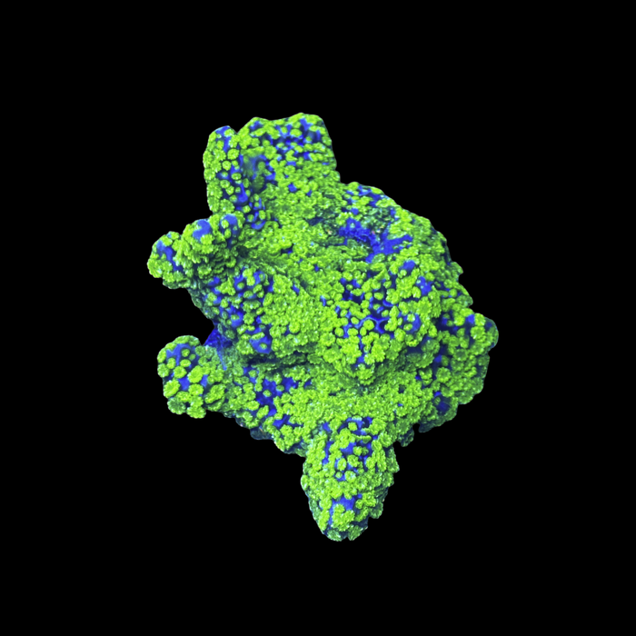 Lime Wire Montipora-5186921-3863772
