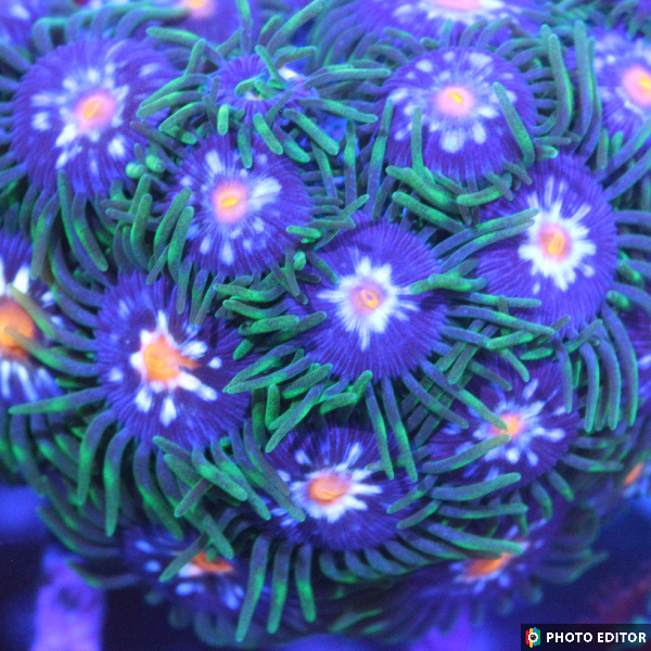 Stargazers 4 Polyps-4900007-3647374