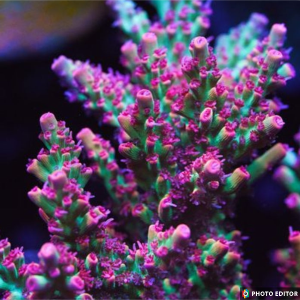 Strawberry Shortcake Acropora 1/2"-5069557-3771126