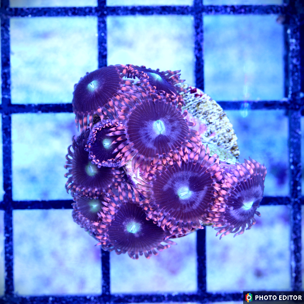Venom X 2 Polyps-5069565-3771133