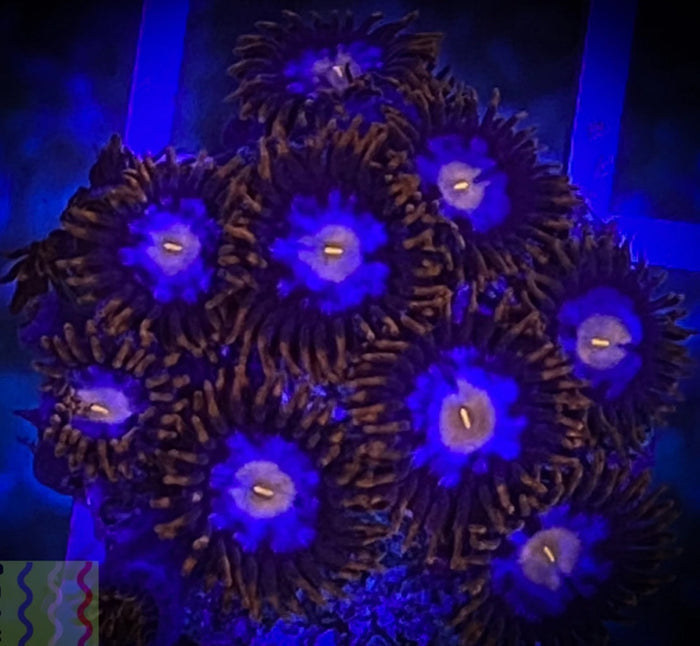 Mystiques 8 Polyps-4926262-3666235