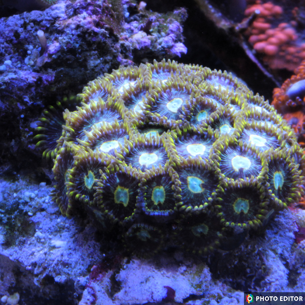 Frozen Hornet 4 Polyps-4993188-3715726