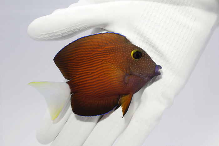 Fully QT White Tail Bristletooth Tang (Ctenochaetus flavicauda) less than 3”-4993271-3716015
