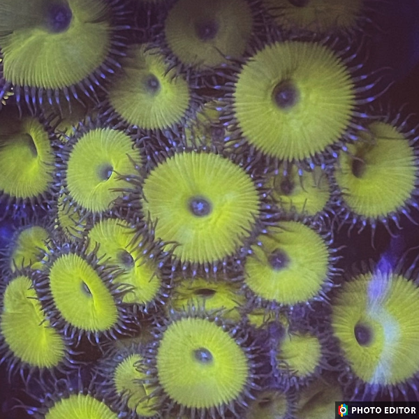 Nuclear Death Paly 10 Polyps-4926263-3666245
