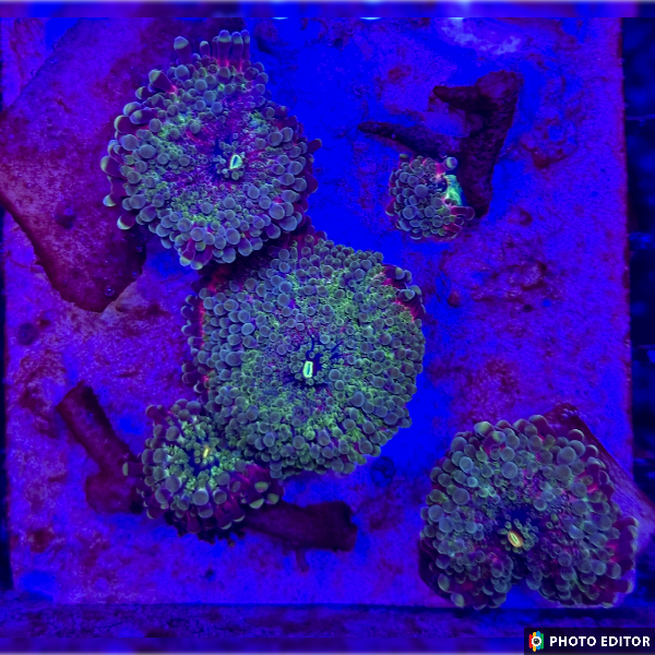 TSM Gum Drop Mushroom-5183649-3860363