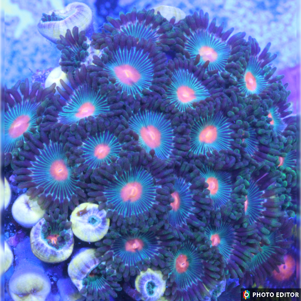 Gorilla Nipples 8 Polyps-4860740-3619907