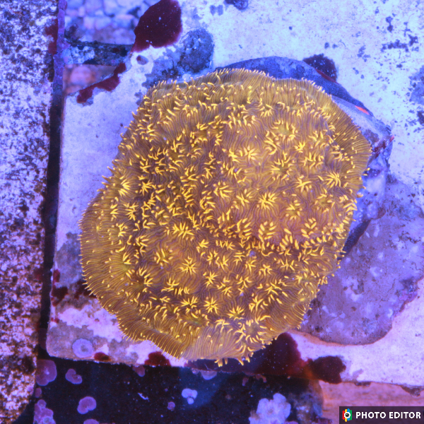 Gold Pavona Small Frag-4993192-3715735