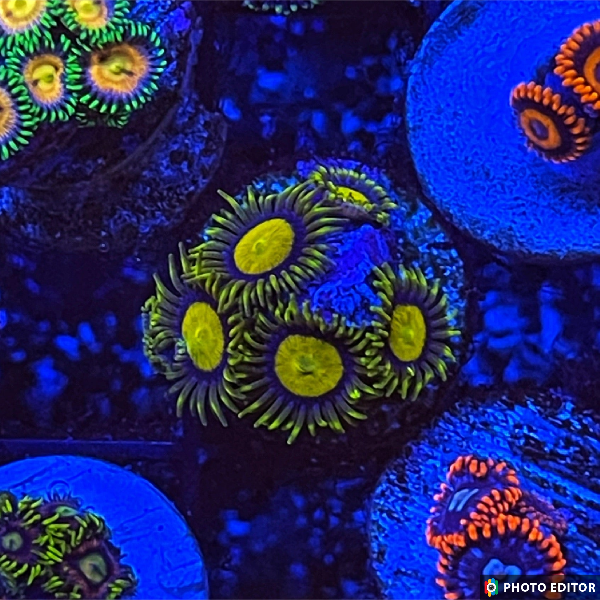 King Midas 8 Polyps-4860748-3619939
