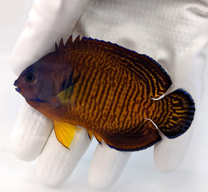 Fully QT Tiger Tail Coral Beauty (QT Completion Date 1/27/25)-4840632-3606089