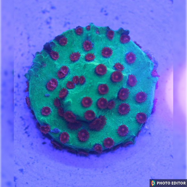 Jingle Bells Cyphastrea-4997707-3719176