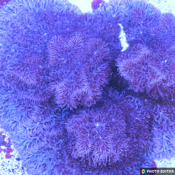 Crazy Plum Encrusting Pavona XXL (Easy)-4844082-3611053