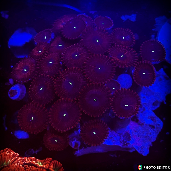 Red People Eater 2 Polyps-5034098-3741782