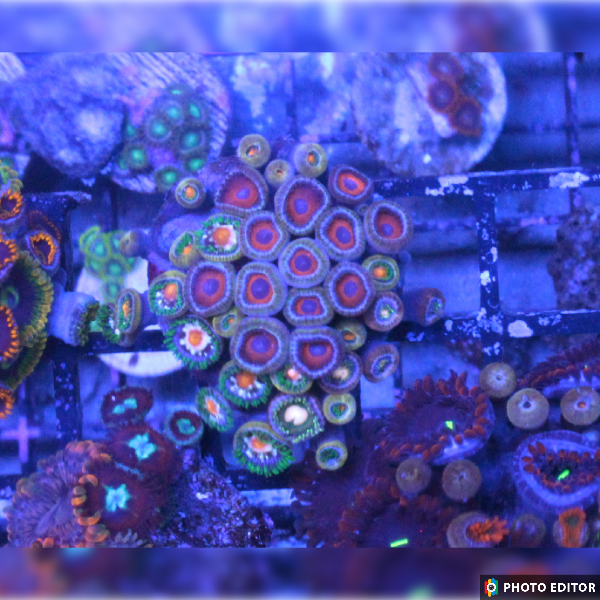 WYSIWYG Zoa Frag 11-4920060-3662106