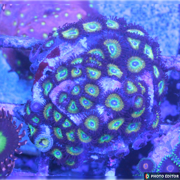 Bob Marley V2 4 Polyps-4969968-3699367