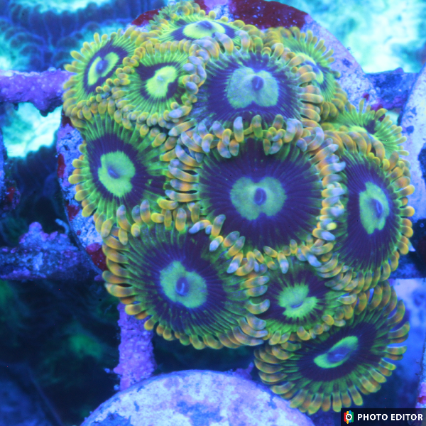Rainbow Yoda 2 Polyps-4981093-3708313