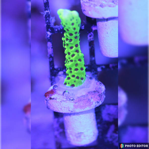 Green-Yellow Spongodes 1/2"-5167604-3849410