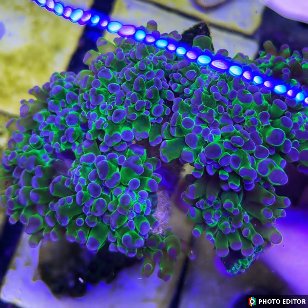 You Pick Single Head Frogspawn, Octospawn or Hammer (Excludes Hologram Hammers)-4860777-3620032