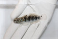 Sleeper Banded Bullet Goby(Amblygobius phalaena)