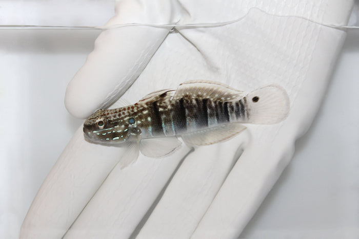 Sleeper Banded Bullet Goby(Amblygobius phalaena)