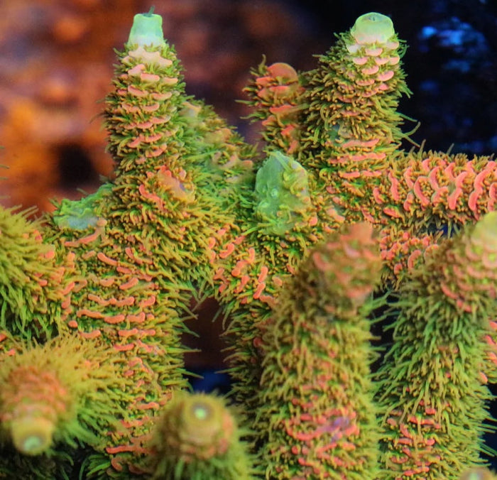 Solar Flare Millepora