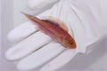 Splendid Pintail Fairy Wrasse Cirrhilabrus isosceles in reef tank

Quarantined Pintail fairy wrasse for sale from TSM Aquatics

Reef-safe fairy wrasse with pastel coloration and pintail

Hardier Cirrhilabrus wrasse swimming among live rock