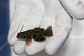 Spotted Mandarin (Synchiropus picturatus)