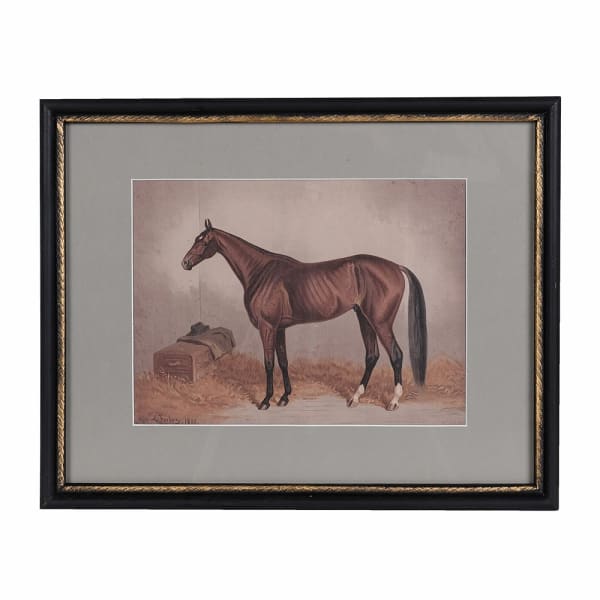 Stallion Beauty Framed Picture