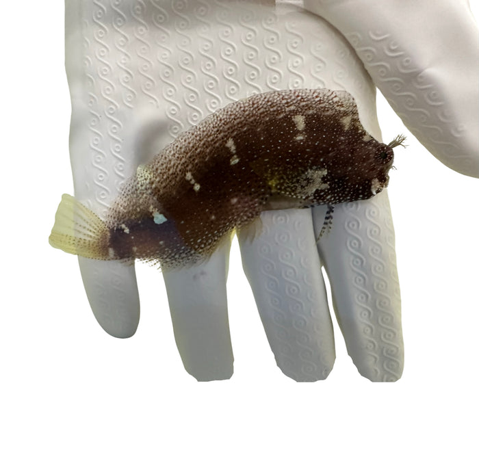 Starry Blenny (Salarias ramosus) perched on live rock in reef tank

Quarantined Starry Blenny for sale at TSM Aquatics

Algae-eating Starry Blenny grazing in saltwater aquarium

Reef-safe blenny with spotted body – Starry Blenny close-up