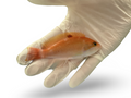 Stocky Anthias (Pseudanthias hypselosoma)