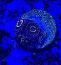 Stratosphere Designer Zoanthid single polyp vibrant pattern

Rare Stratosphere Designer Zoa glowing colored center polyp

Designer Stratosphere Zoanthid close up coral soft polyp

Stratosphere Zoa vivid colored palys soft coral display

High end Stratosphere Designer Zoanthid for reef aquascape