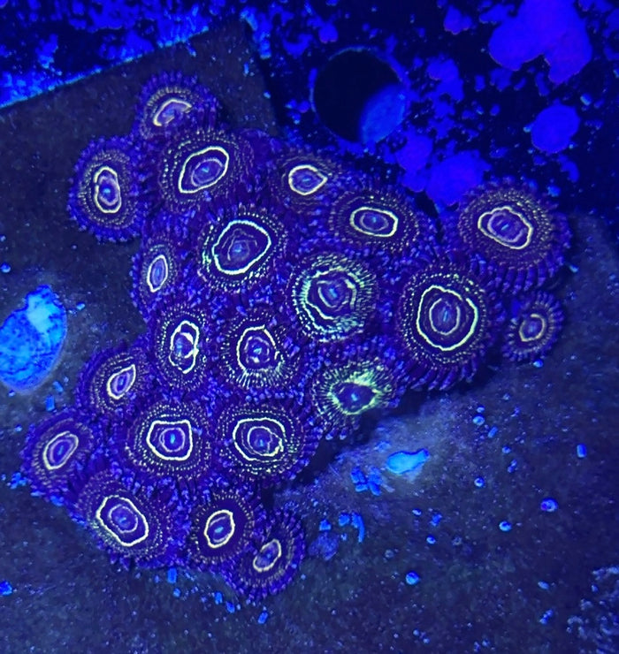 Stratosphere Designer Zoanthid single polyp vibrant pattern

Rare Stratosphere Designer Zoa glowing colored center polyp

Designer Stratosphere Zoanthid close up coral soft polyp

Stratosphere Zoa vivid colored palys soft coral display

High end Stratosphere Designer Zoanthid for reef aquascape